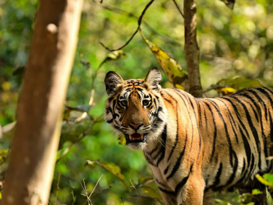 Jungle safari in Jim Corbett National Park